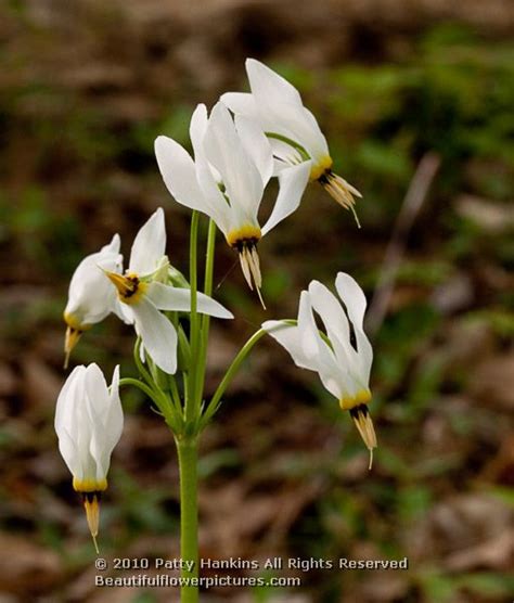 Shooting Star Dodecatheon Meadia Beautiful Flower Pictures Blog