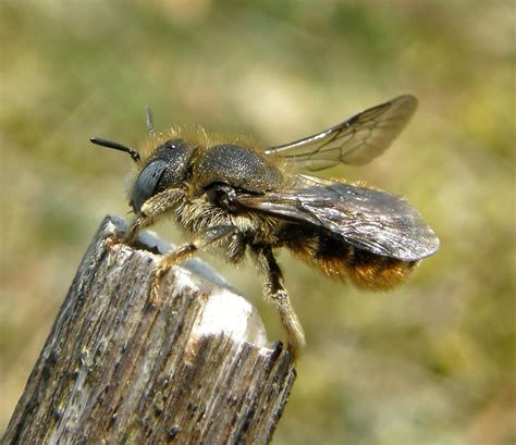 Osmia Spinulosa Female Rye Harbour NR Sussex 2010e Flickr