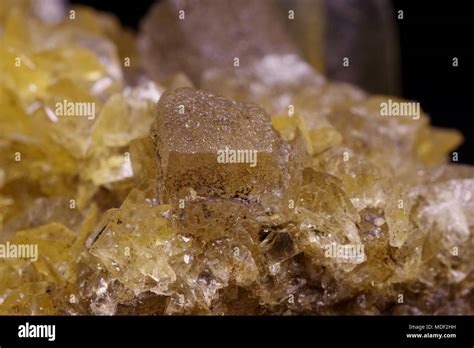 Yellow Fishtail Gypsum Crystal Cluster Macro Image Of Geological