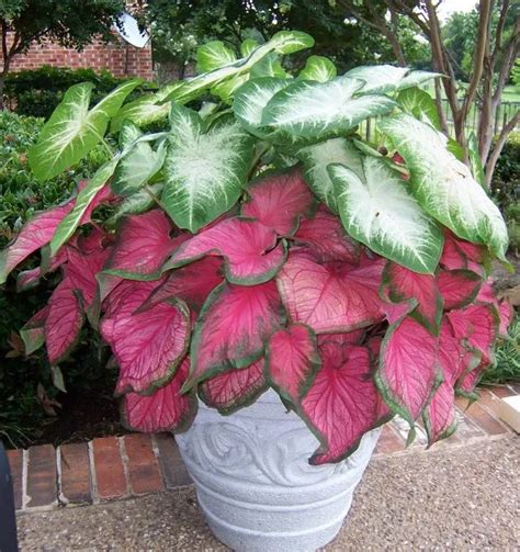 Strap Leaf Caladium Shade Garden Plants Patio Plants Landscaping