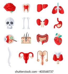 Thousand Anatomy Human Vagina Royalty Free Images Stock Photos Pictures Shutterstock