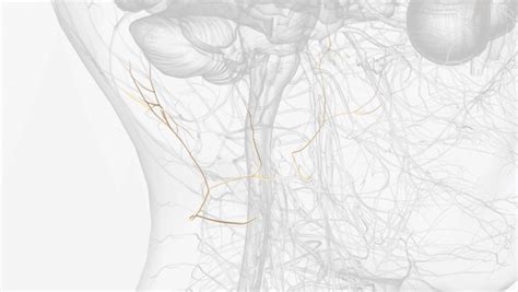 Auricular Vagus Nerve Images Stock Photos D Objects Vectors