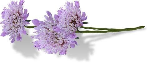 English Transprent Png - Нежные Цветы На Прозрачном Фоне Clipart ...