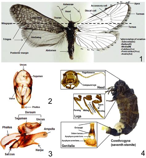 Terminology Of Morphological Characters 1 Male Dierl 1964 Download Scientific Diagram