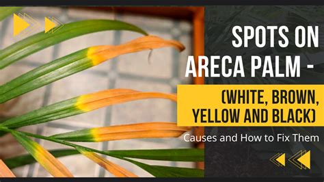 Areca Palm Leaves Turning Brown Causes And How To Fix The Off