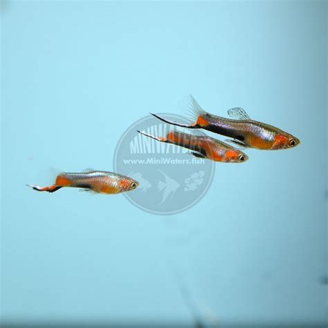 Poecilia Wingei Campoma Blue Star Endler N Class Shop Miniwaters