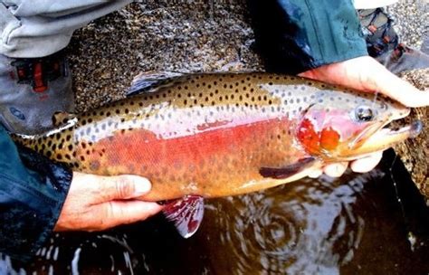 Pin By Mike Belliveau On Fly Fishing Fish Rainbow Trout Fly Fishing