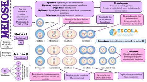 Mitose E Meiose Biologia Mapa Mental Resumo Mitose Meiose Meiose E Images