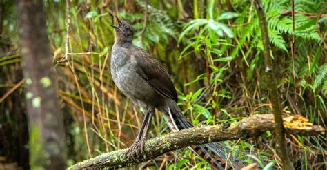 Lyrebird - A-Z Animals