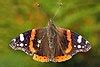 Butterfly - Wikipedia
