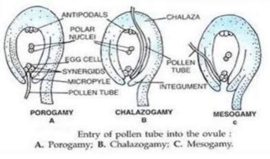 Fertilization in Plants | Definition, Process & Types - Lesson | Study.com