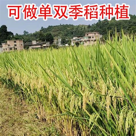 High Yield Hybrid Rice Seeds High Quality Rice Delicious Rice Disease Resistant Rice Seeds