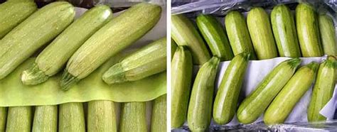 R Gles De Conservation Des Courgettes Apr S La R Colte Comment Stocker Fr