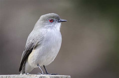 El paraíso de las aves en San Martín de los Andes