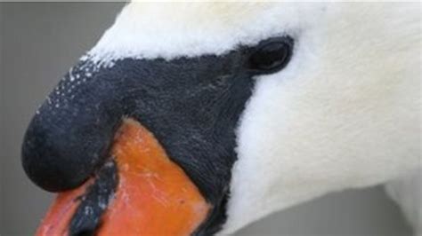 Cardiff Swan Deaths Blamed On Disease Bbc News