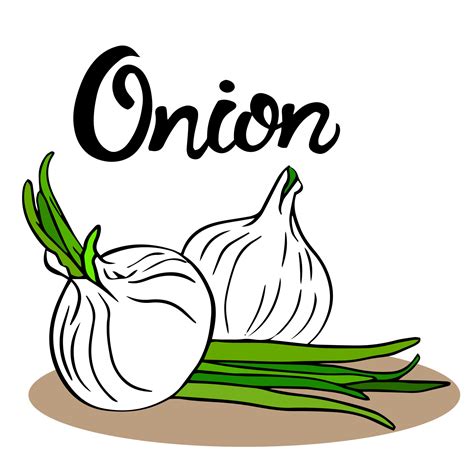 Onion Sketch Vector Two Whole Bulbs With Fresh Green Sprouts Green