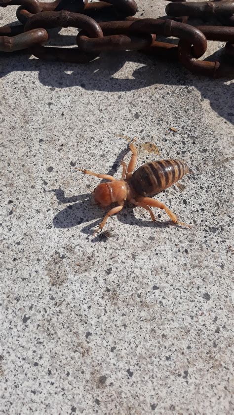 i found this dead bug, anyone know what it's called? : r/randomshit