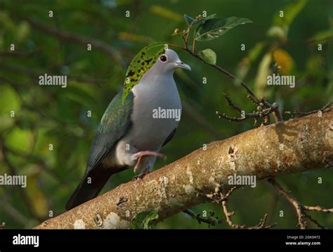 Green Imperial Pigeon Ducula Aenea Pusilla Adult Walking Along Branch