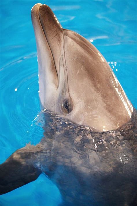 Dolphin head stock photo. Image of happy, ocean, grey - 15302112