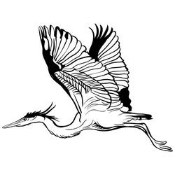 Sketch Flying Contour Birds Royalty Free Vector Image