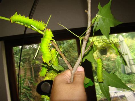 Actias Maenas — Malaysian Moon Moth” Welcome Visitor