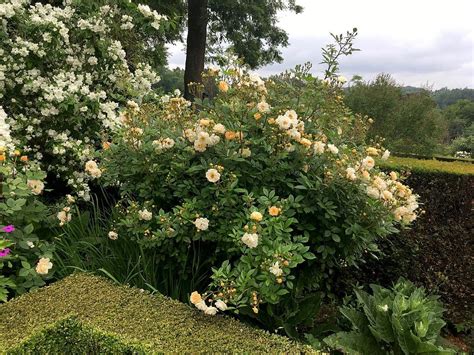 Ghislaine De Féligonde Lens Roses