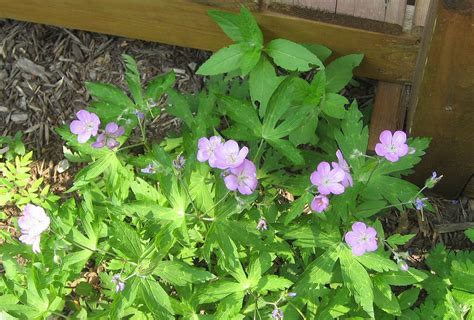 Native Geraniums Accent On Natural Landscaping