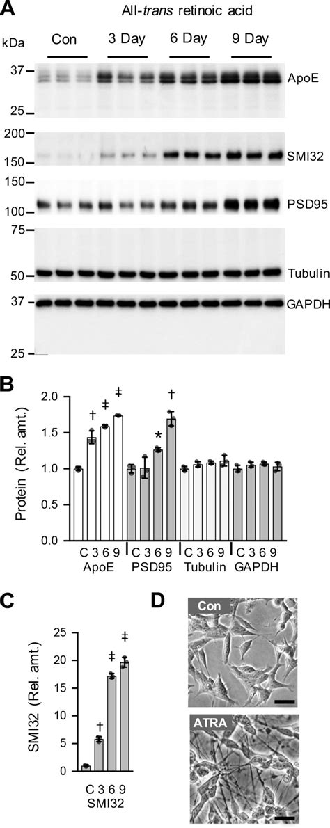 Regulation Of Sk N Sh Cellular Apoe And Synaptic Marker Levels By Atra