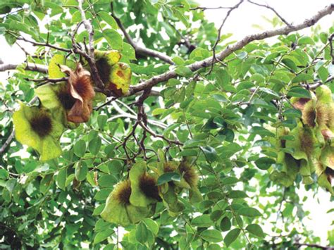 The many uses of Pterocarpus angolensis aka ‘Kiaat’ - SA Forestry Online