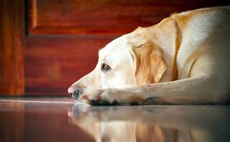 C Mo Dejar Al Perro En Casa Solo Sin Trauma Aqu Est N Todos Los