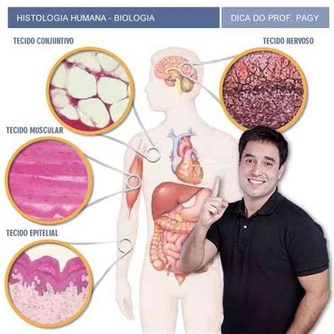 Histologia Humana Uma Breve Introdução Estado De Minas