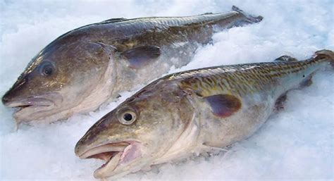 Cod We Offer Black And Pacific Cod Chinook Quality