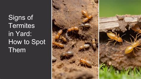 Termites In The Wall Detect Signs Of Termites Assess Damage And Get