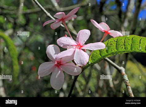 Tropical Caribbean Gardens High Resolution Stock Photography And Images