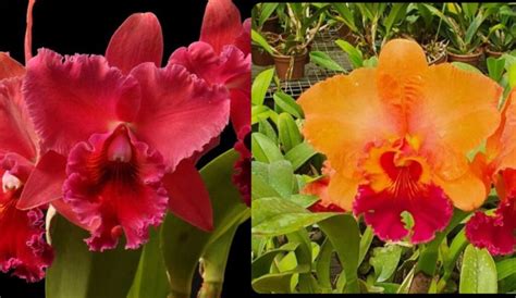 Cattleya Blc Miriam Suzuki X Blc Salmon Splendor Orquid Rio Matsuoka