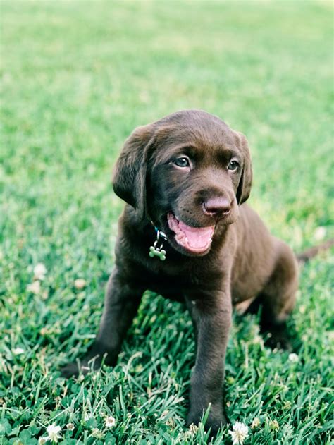 Chocolate Lab Pictures Download Free Images On Unsplash