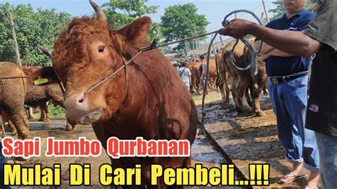 Sapi Jumbo Qurbanan Mulai Di Cari Pembeli Pasar Hewan Gondanglegi