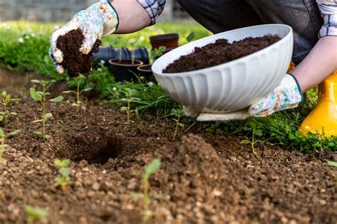 Qué Es Y Cómo Hacer Compost Casero Ecólatras