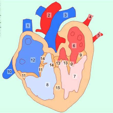 Juegos De Ciencias Juego De Partes Del Coraz N Cerebriti