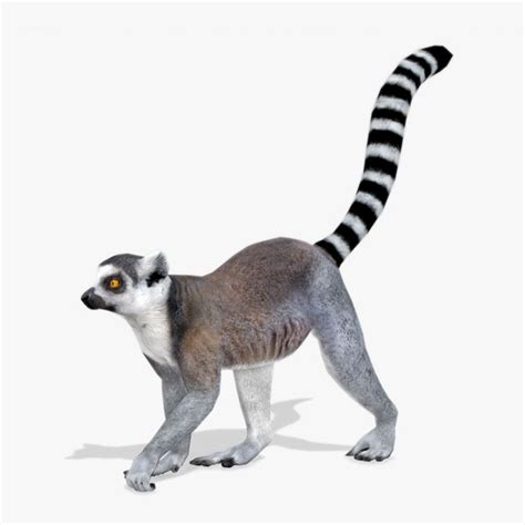 Ring Tailed Lemur3dモデル Turbosquid 2063611