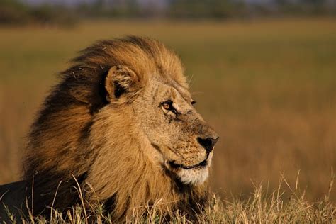 200 000 Free Leão Rugindo Verde Lion Images Pixabay