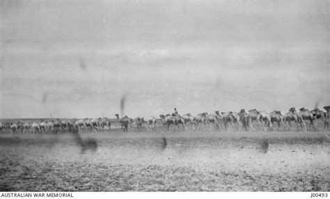 Camels Returning From Watering In Wady Ghuzze Australian War Memorial