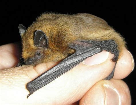 Vandœuvre lès Nancy Des refuges pour les chauves souris