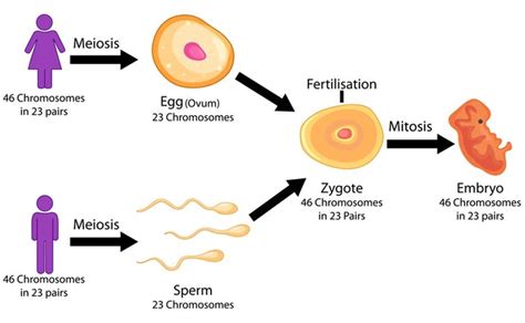 What Makes You A Man Or A Woman Cosmos Magazine