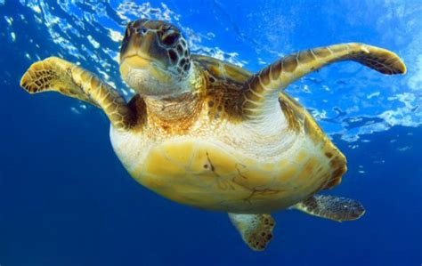 Top 5 Places To Scuba Dive With Sea Turtles