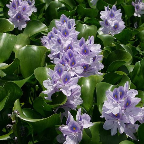 Water Hyacinth Floating Pond Plant Plants For Ponds And Water Gardens