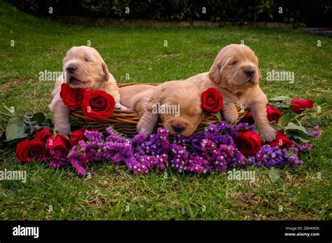 Golden Retriever Puppies Hi Res Stock Photography And Images Alamy
