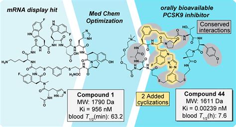 Mrna Display Reaches For The Clinic With New Pcsk Inhibitor Acs