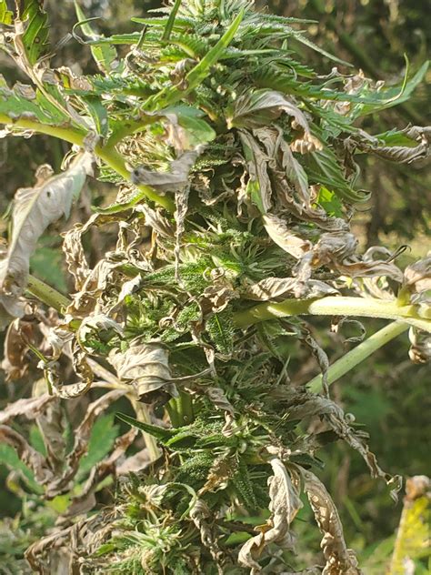 Septoria Cannabis Fungus Help Plant Problems Growers Network Forum