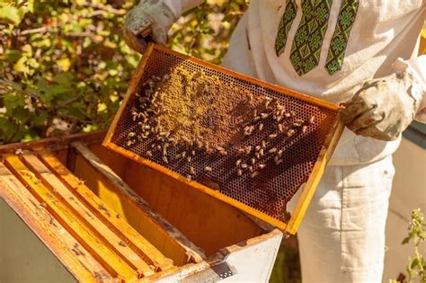 Premium Photo Closeup Portrait Of Beekeeper Holding A Honeycomb Full